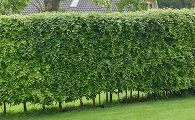 Image: Hornbeam (hedging) from T&M
