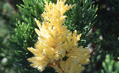 Juniperus chinensis 'Expansa Variegata' from T&M