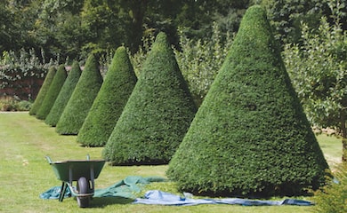 Taxus baccata (English Yew) from T&M
