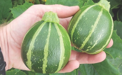 Round courgette 'Eclipse' fruit