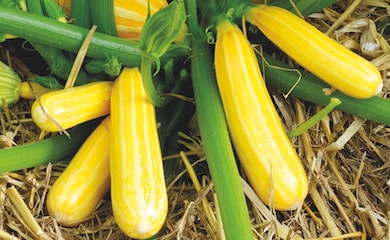 Yellow courgette 'Goldmine' growing amongst straw