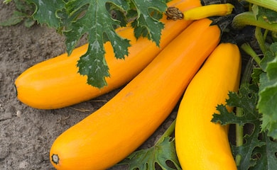 Large yellow courgette 'Jemmer' fruit growing on bush