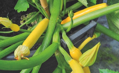 Yellow courgette 'Shooting Star' growing from plant