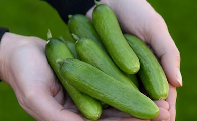 Cucumber 'Baby Rocky' from Thompson & Morgan