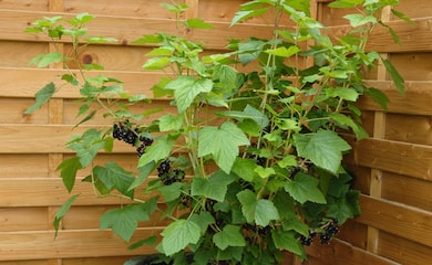 Blackcurrants growing in containers