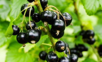 Blackcurrants growing on branch