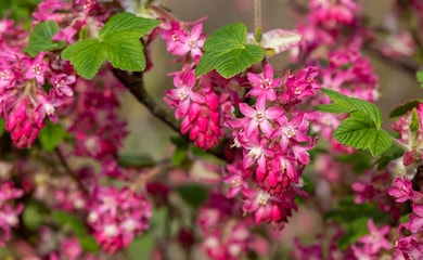 Group of pink flowering currant flowers