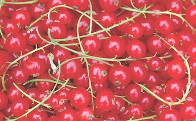 Redcurrants with green stems