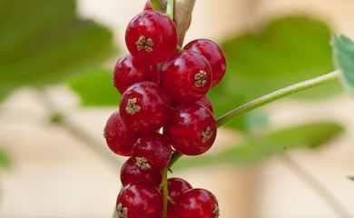 Group of redcurrants