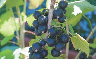 Large blackcurrant berries growing down vine