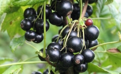 Large blackcurrant berries