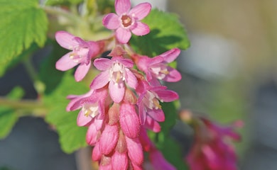 Pink flowering currant plant