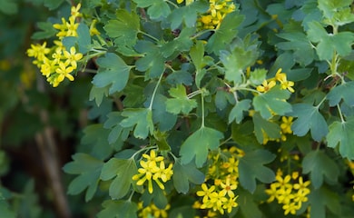 Yellow flowering currant flowers