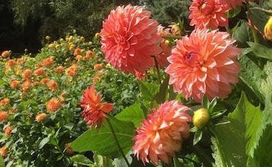 Peach coloured dahlias in border