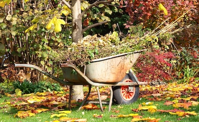 Wheelbarrow full of garden cuttings