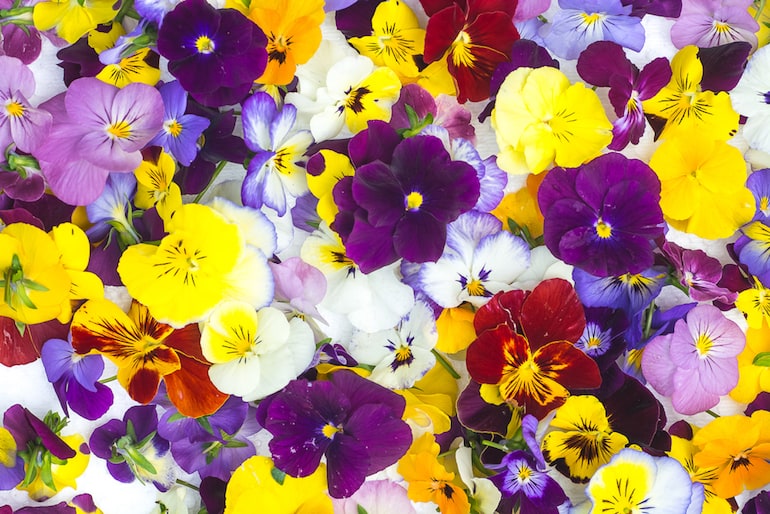 Edible Flowers Guide