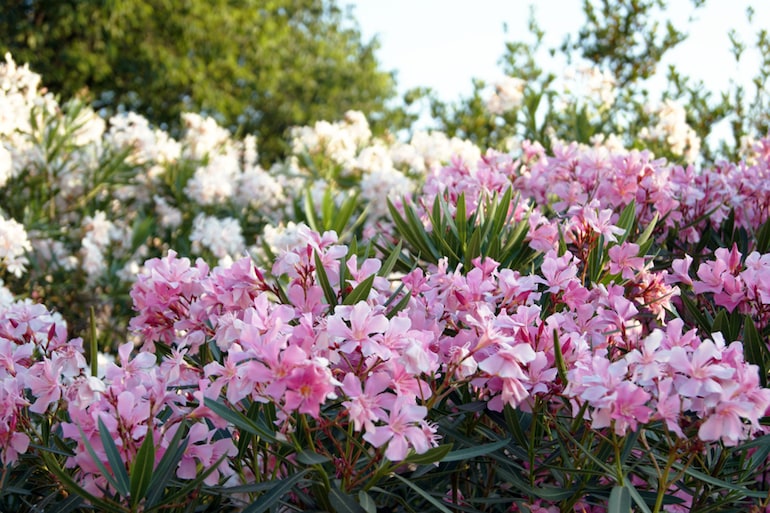 Beautiful Thickets Of Shrubs With Bright Spring Purple Flowers Of