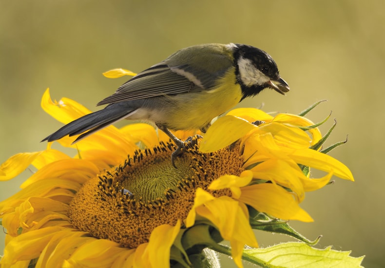 Bird sitting on sunflower eating seeds