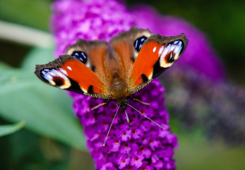 Butterfly on purple buddleja flower