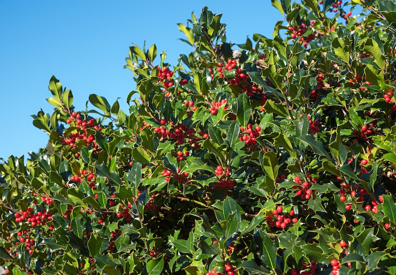 Holly shrub against blue sky