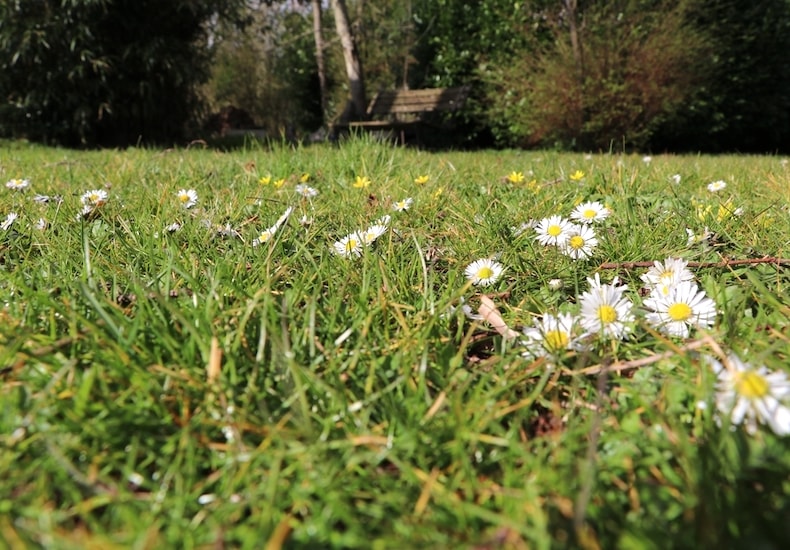 Unmowed garden lawn with daisies
