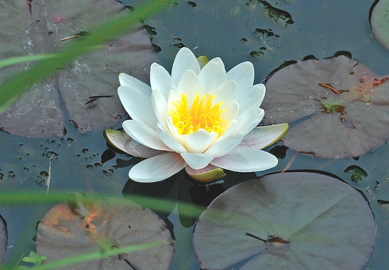 White water lily flower in pond