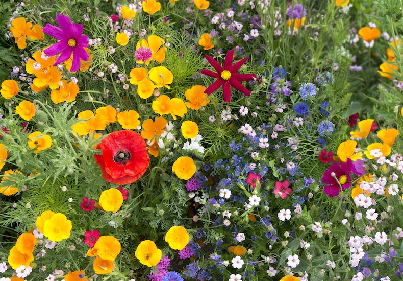 Wildflower seed mix with poppies and cosmos