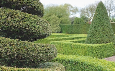 English Yew (Hedging) from Thompson & Morgan