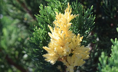 Juniperus chinensis 'Expansa Variegata' from Thompson & Morgan