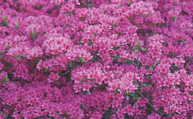 Rhododendron 'Amoena' from Thompson & Morgan