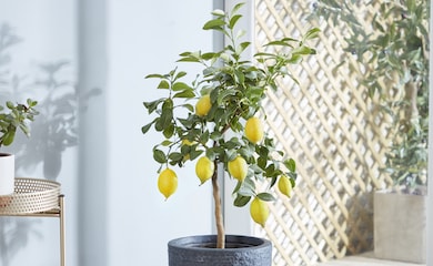 Lemon tree house plant