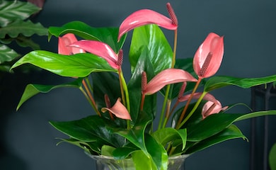 Pink and green anthurium plant