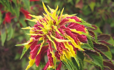 Red and yellow amaranthus flowers