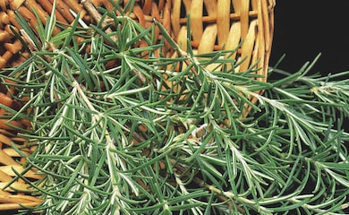 Rosemary herb in basket