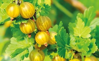 Gooseberry 'Giggles Gold' from T&M