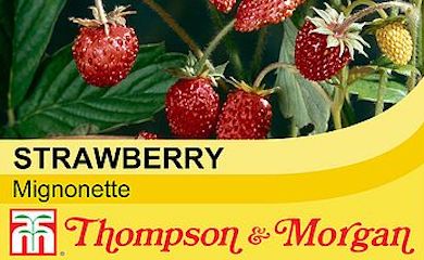 Strawberry âMignonetteâ from Thompson & Morgan