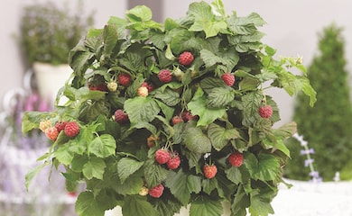 Red tabletop raspberries in white container