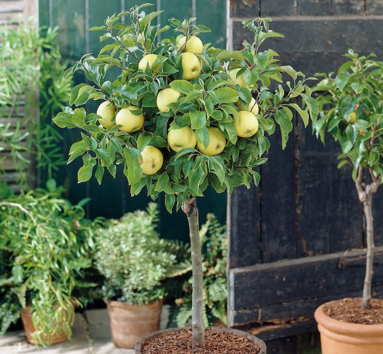 Apple 'Golden Delicious' (Mini Fruit Tree) from T&M