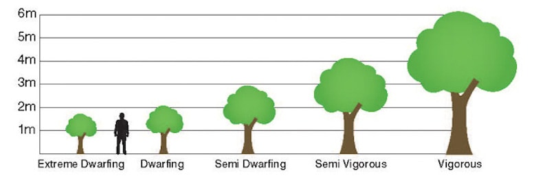 Graph showing different heights of fruit trees