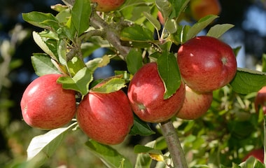 Apple Tree 'Braeburn' growing on tree
