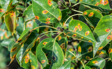 Pear rust disease on leaves