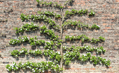 Pruned espalier apple tree against a brick wall