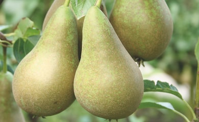 Three pears growing on a branch