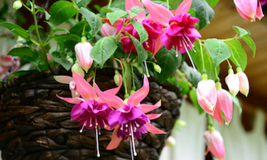 Fuchsia plants in a hanging basket