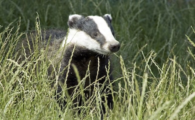 Badger amongst wild grass