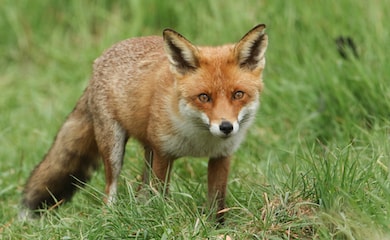 Fox walking through grass