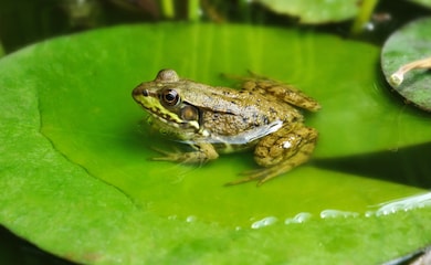 Frog sitting on lily pad