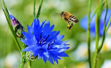 Honeybee approaching blue flower