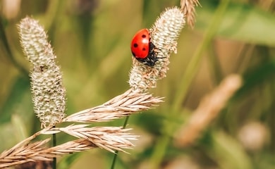 Ladybird amongst wild grasses