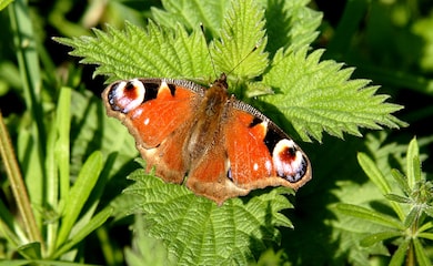 Peacock butterfly on nettle